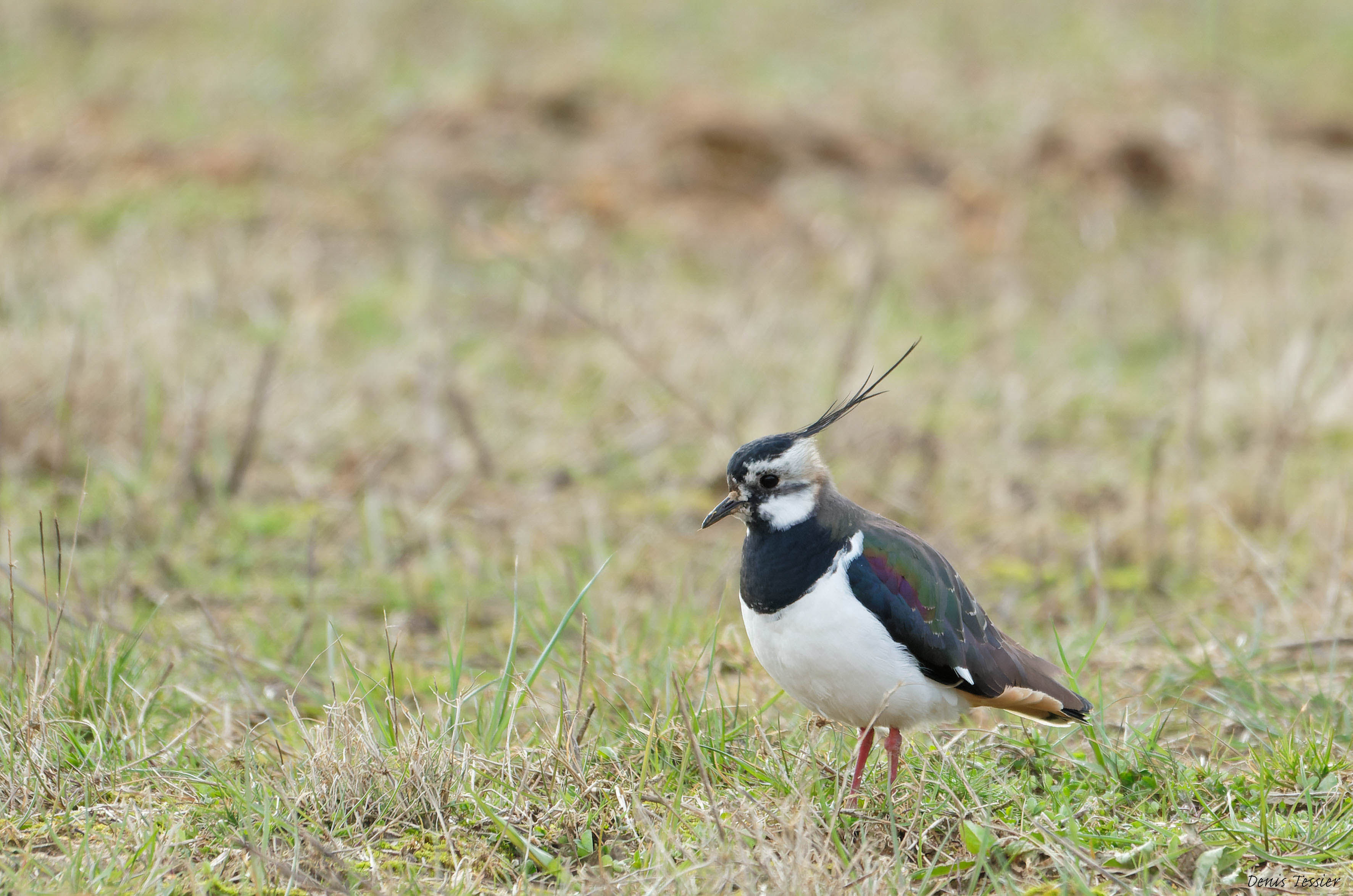 un vanneau huppé, un oiseau parmi la biodiversité de la ferme